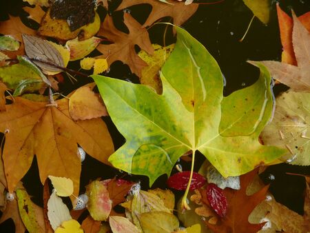 autumn leaves on waterの写真素材