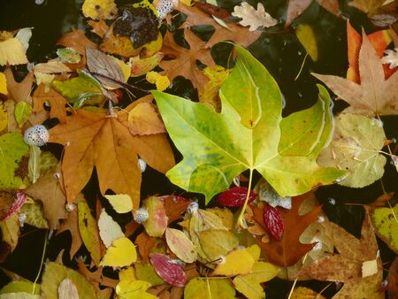 autumn leaves on waterの写真素材