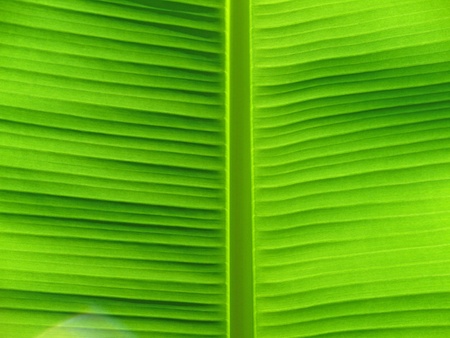 leafの写真素材