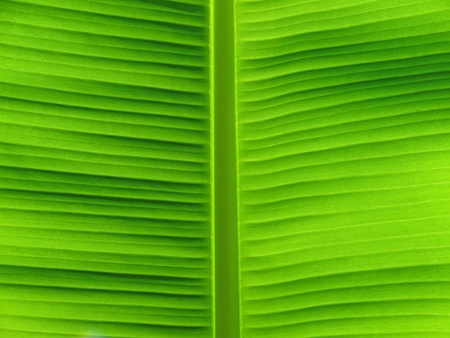 leafの写真素材