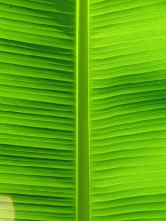 leafの写真素材