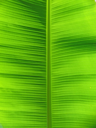 leafの写真素材