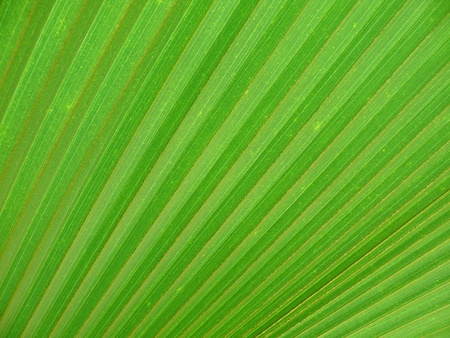 leafの写真素材