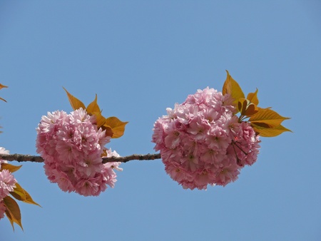 flowers of the ornamental cherryの写真素材
