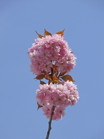 flowers of the ornamental cherryの写真素材