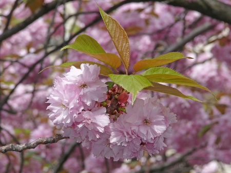 flowers of the ornamental cherryの写真素材