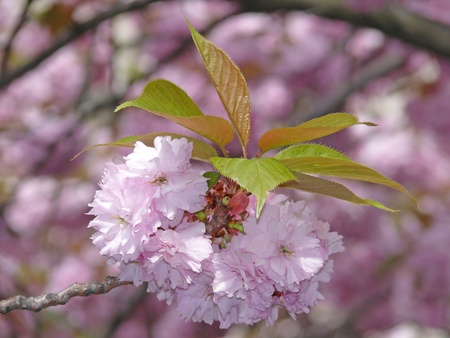 flowers of the ornamental cherryの写真素材