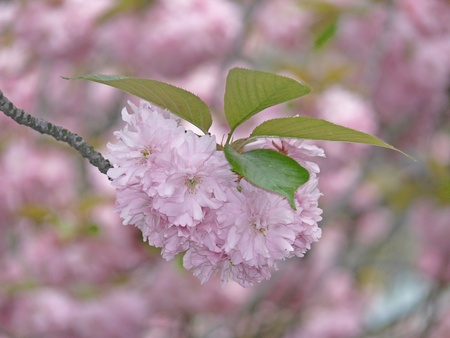 flowers of the ornamental cherryの写真素材