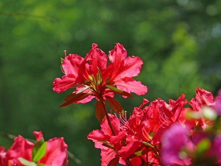 rhododendronの写真素材