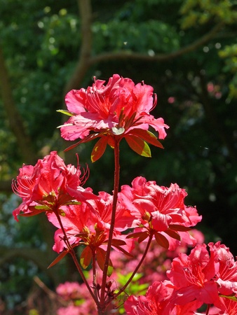 rhododendronの写真素材