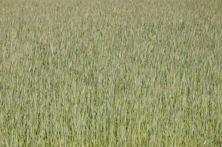 corn fieldの写真素材