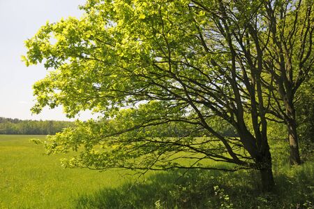 oak forest on the edgeの写真素材