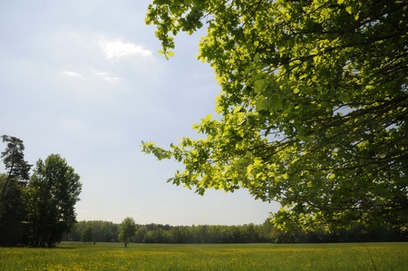 oak forest on the edgeの写真素材