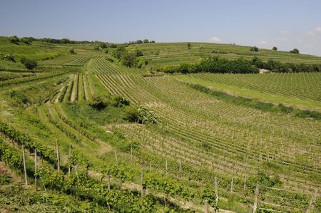 vineyardの写真素材