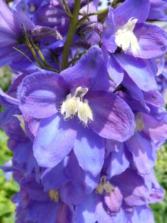 delphiniumの写真素材