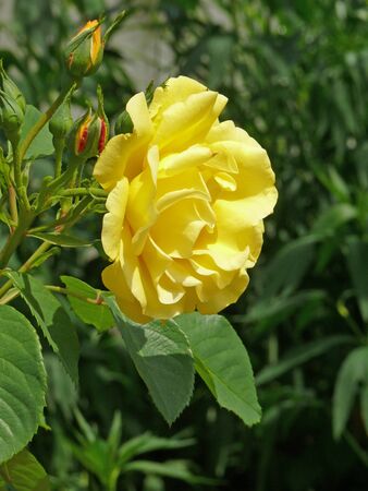 yellow roseの写真素材