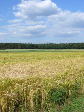 cornfieldの写真素材