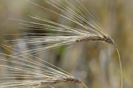 Close up of a corn fieldの写真素材