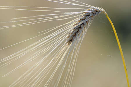 Close up of a cropの写真素材