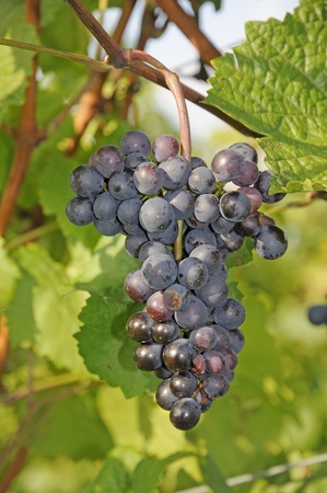 Bunch of grapes in a grapevineの写真素材