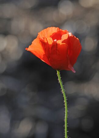 red poppyの写真素材