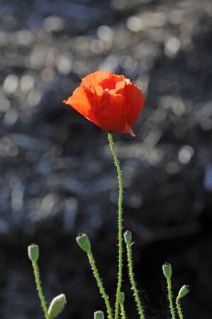 red poppyの写真素材