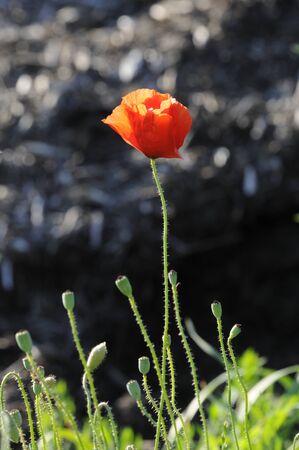 red poppyの写真素材