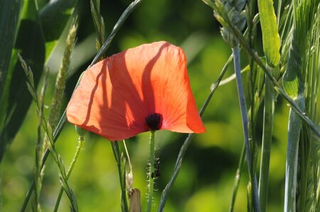 red poppyの写真素材