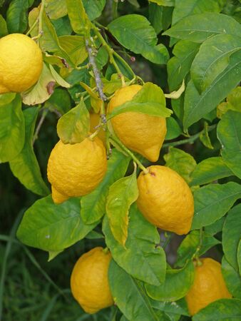 lemonの写真素材