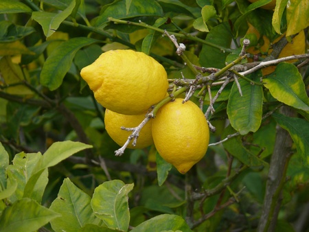 lemonの写真素材
