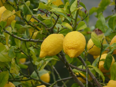lemon tree, lemon, lemons, fruit, fruit, fruit, sour, yellow, plantation, plantation lemon, mature, lemon, lime, lime, lime tree, food, nutrition, vitamin, vitamins, vitamin cの写真素材