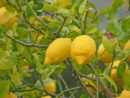 lemonの写真素材