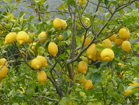 lemonの写真素材