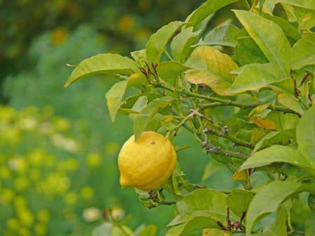lemonの写真素材