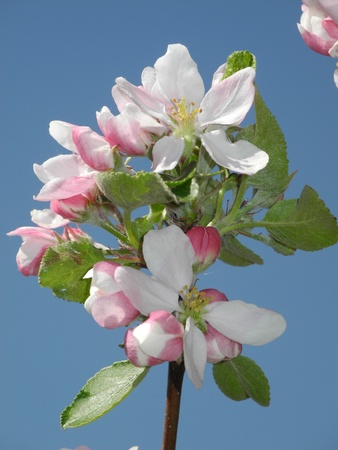 Apple blossomsの写真素材