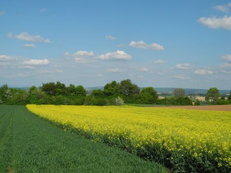 Rapeseed fieldの写真素材