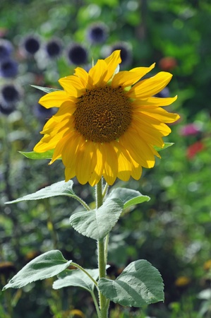Sunflowerの写真素材