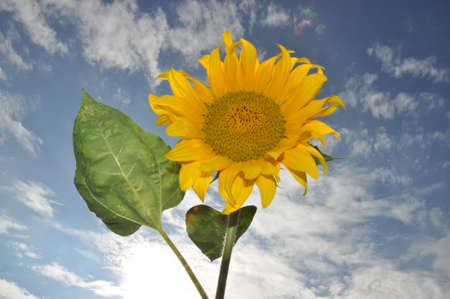 Sunflowerの写真素材