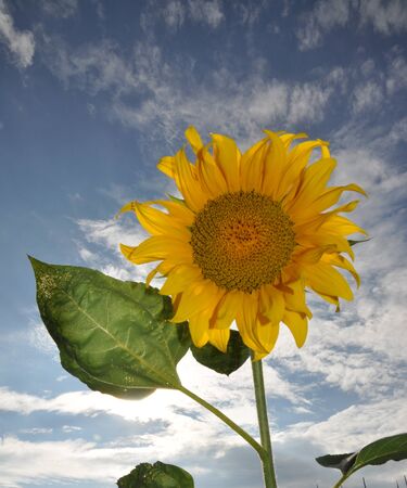Sunflowerの写真素材