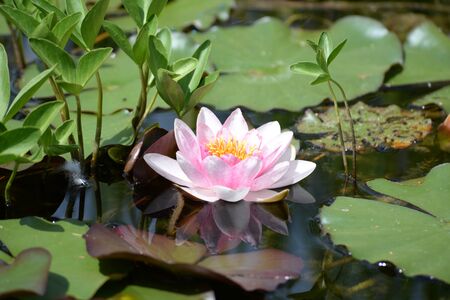 water lilyの写真素材