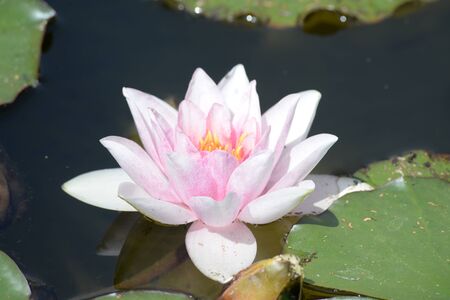water lilyの写真素材