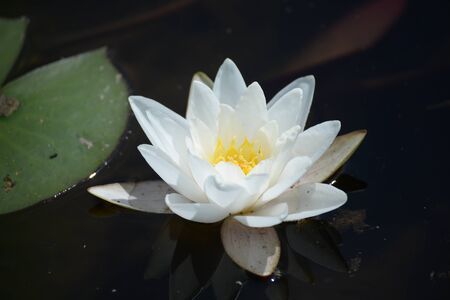 water lilyの写真素材