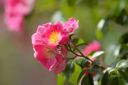 wild roseの写真素材