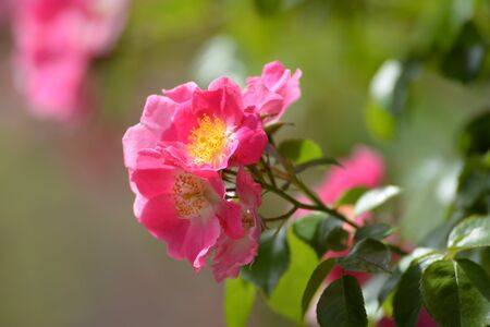 wild roseの写真素材