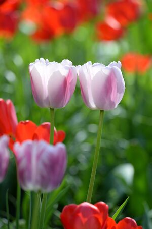 pinkish Tulipsの写真素材