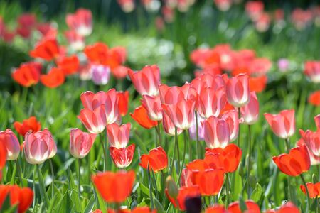 red Tulipsの写真素材