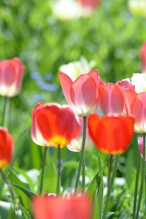 red Tulipsの写真素材
