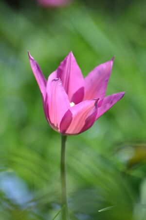 purple Tulipsの写真素材