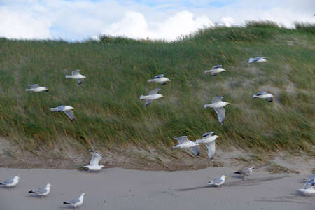 Seagulls on the dunes of Julianadorpの写真素材