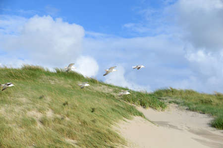 Seagulls on the dunes of Julianadorpの写真素材